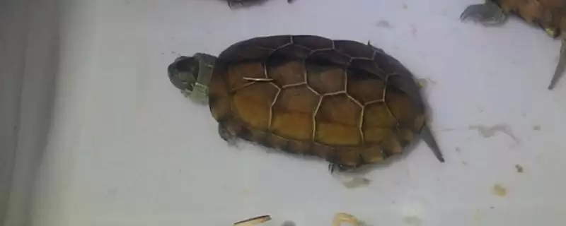 新买草龟1个月没开食是否正常的要点和判断?判断草龟开食情况需注意什么?-会东网