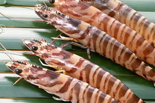 虾的品种的种类和要点？了解虾的品种需关注哪些关键内容？插图5