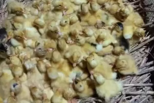 图片[5]-养殖鸭苗的方法和重点？养殖鸭苗要做好哪些细节？(2)-会东网