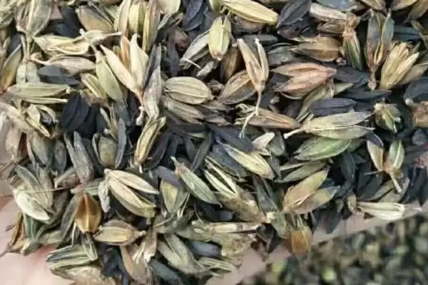 图片[2]-挑选羊胡子草种子的方法和重点？挑选羊胡子草种子要做好哪些细节？-会东网