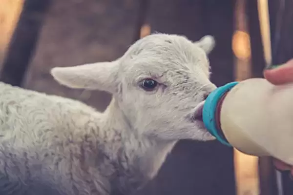 小羊养殖的注意事项和要点?养殖小羊需关注哪些关键问题?插图7 小羊养殖的注意事项和要点?养殖小羊需关注哪些关键问题?插图7