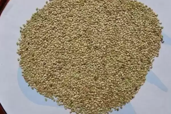 如何挑选苦草种子？挑选苦草种子要遵循哪些科学的挑选标准？插图1