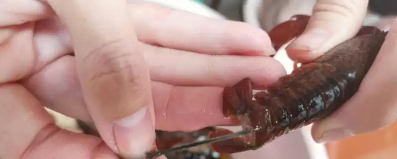 如何去除小龙虾的虾线？处理小龙虾去除虾线要运用哪些操作方法？-会东网