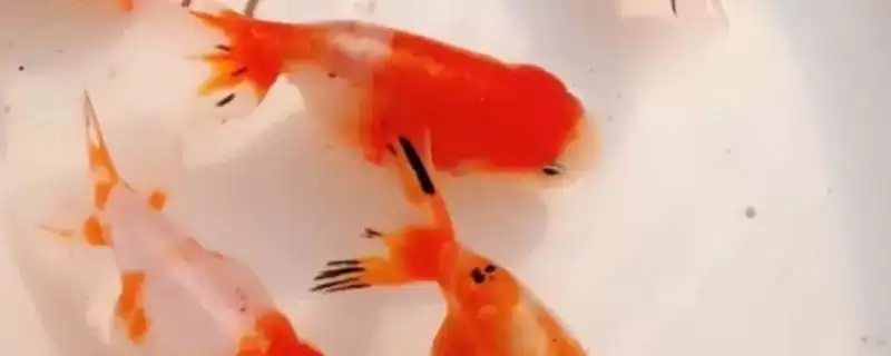 小金鱼能否晒太阳的要点和判断？判断小金鱼光照需求需注意什么？-会东网