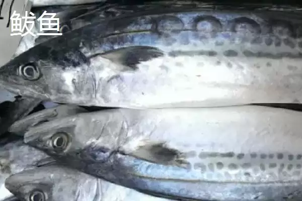 图片[3]-鲐鲅鱼和鲅鱼一样吗？鲐鲅鱼与鲅鱼辨别与养鱼关键细节？-会东网