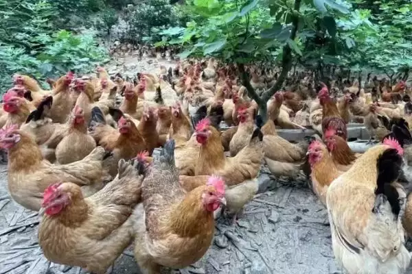 农村最适合养殖的项目探索:投资前做好市场调查的重要性插图3 农村最适合养殖的项目探索:投资前做好市场调查的重要性插图3