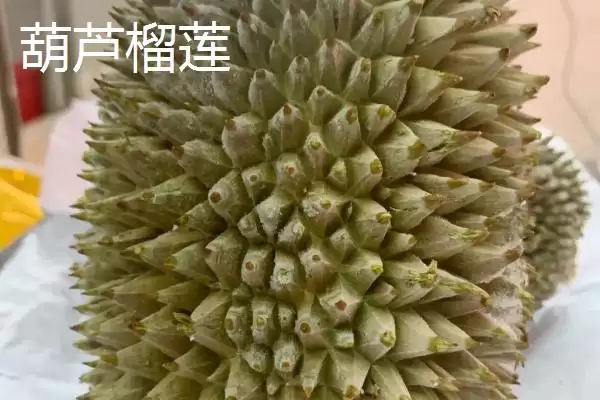 图片[7]-榴莲的防氧化保存方法 ,榴莲放冰箱冷冻有何好处呢？-会东网