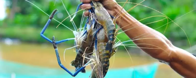 泰国虾的价格？了解泰国虾价格要分析哪些市场供需和品质影响因素？-会东网