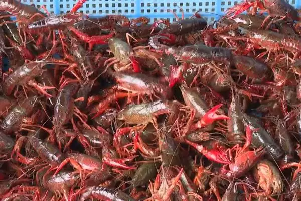 小龙虾收购价格的波动和要点?了解小龙虾收购价格需关注哪些市场因素?插图1 小龙虾收购价格的波动和要点?了解小龙虾收购价格需关注哪些市场因素?插图1