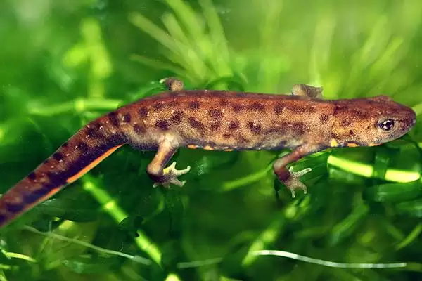 蝾螈吃什么东西？喂养蝾螈要选择哪些合适的食物种类？插图2