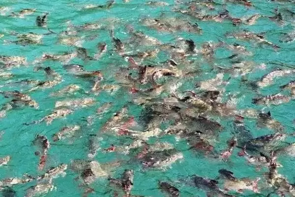 图片[4]-鱼类蒙眼病发生原因及防治方法是啥？蒙眼病防治与养鱼关键细节？-会东网