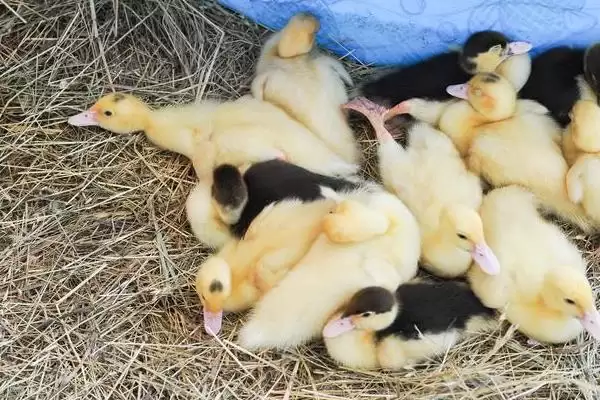 小鸭子需保温天数的要点和判断?确定小鸭子保温时长需考虑哪些因素?插图4 小鸭子需保温天数的要点和判断?确定小鸭子保温时长需考虑哪些因素?插图4