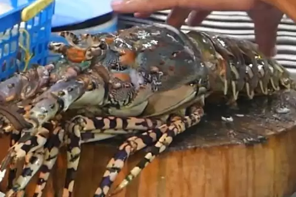 区分中国龙虾和锦绣龙虾的方法和重点？区分中国龙虾和锦绣龙虾要做好哪些细节？插图3