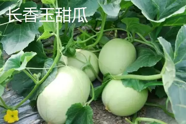 图片[4]-南方甜瓜种植品种优选：香妃、橙露、羊角蜜的种植指南-会东网