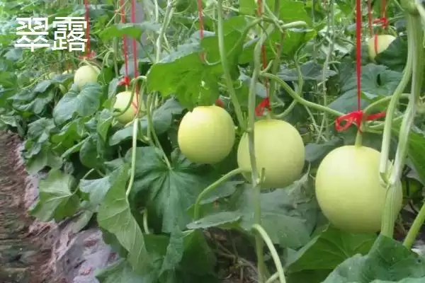 图片[14]-南方甜瓜种植品种优选：香妃、橙露、羊角蜜的种植指南-会东网