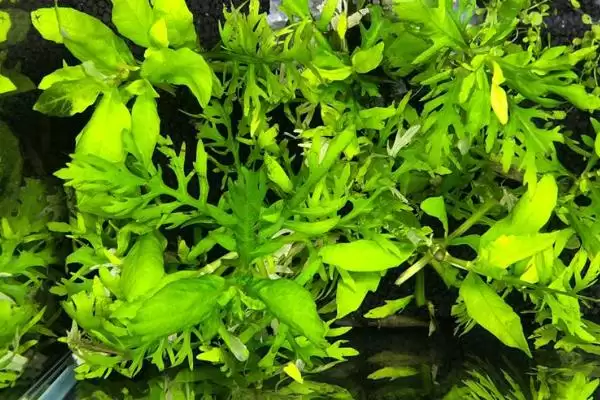 图片[3]-水罗兰水草好不好养？水罗兰水草养殖难度与养鱼要点？-会东网