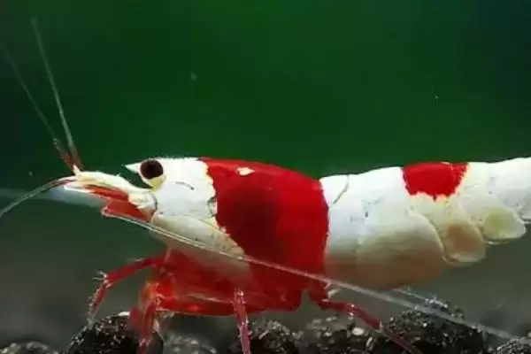 水晶虾好不好养？判断水晶虾养殖难度要考虑哪些养殖环境和习性因素？插图1