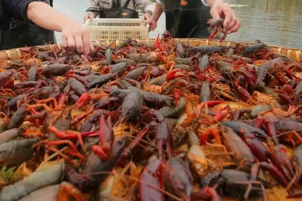 小龙虾收购价格的波动和要点?了解小龙虾收购价格需关注哪些市场因素?插图3 小龙虾收购价格的波动和要点?了解小龙虾收购价格需关注哪些市场因素?插图3