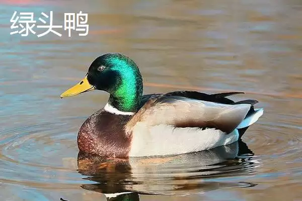 图片[3]-了解野鸭保护等级的方法和重点？了解野鸭保护等级要做好哪些细节？-会东网