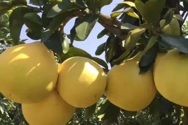 认识柚子常见品种的方法和重点?认识柚子常见品种要做好哪些细节?插图3 认识柚子常见品种的方法和重点?认识柚子常见品种要做好哪些细节?插图3