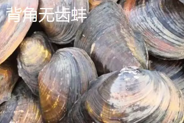 图片[5]-圆顶珠蚌产地在哪？圆顶珠蚌产地知识与养鱼要点？-会东网