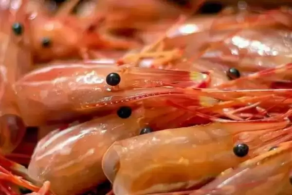 虾头能否食用的要点和判断？判断虾头食用性需注意什么？插图1