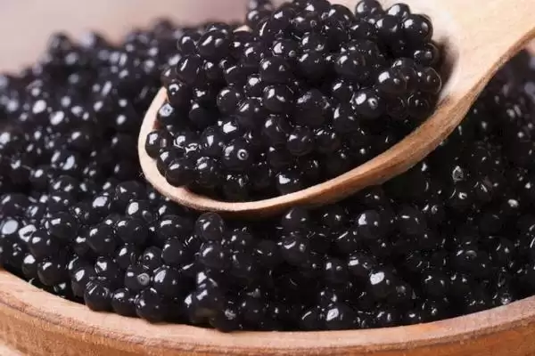 鲟鱼取鱼子酱后能活吗?鲟鱼养殖与养鱼关键要点?插图2 鲟鱼取鱼子酱后能活吗?鲟鱼养殖与养鱼关键要点?插图2