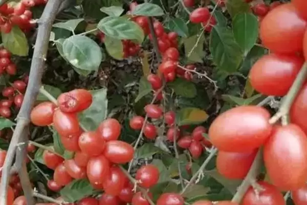 了解羊奶子的方法和重点?了解羊奶子要做好哪些细节?插图3 了解羊奶子的方法和重点?了解羊奶子要做好哪些细节?插图3