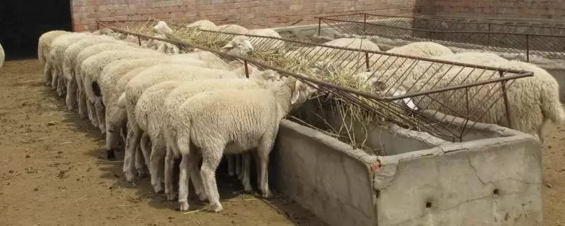 夏季养羊管理的要点和关键环节?夏季养羊管理要掌握哪些关键方法?-会东网