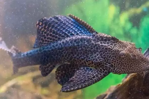 选择清理鱼缸粪便生物的方法和重点?选择清理鱼缸粪便生物要做好哪些细节?插图2 选择清理鱼缸粪便生物的方法和重点?选择清理鱼缸粪便生物要做好哪些细节?插图2