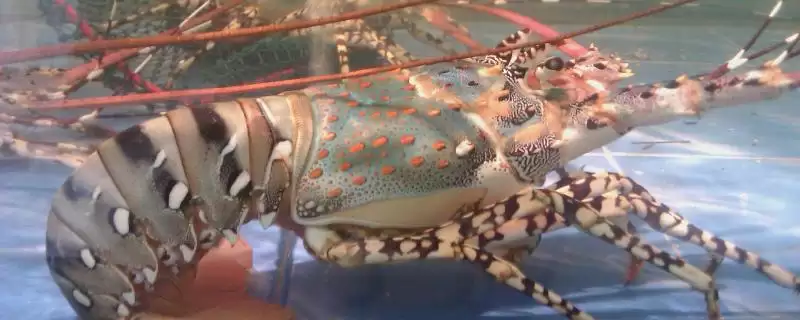 区分中国龙虾和锦绣龙虾的方法和重点?区分中国龙虾和锦绣龙虾要做好哪些细节?-会东网