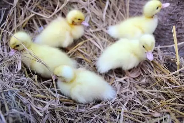 小鸭子需保温天数的要点和判断?确定小鸭子保温时长需考虑哪些因素?插图3 小鸭子需保温天数的要点和判断?确定小鸭子保温时长需考虑哪些因素?插图3