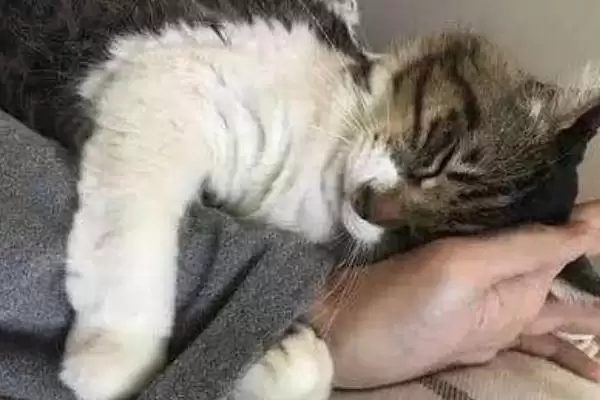 图片[5]-让猫咪粘人的方法和重点？让猫咪粘人要做好哪些细节？-会东网