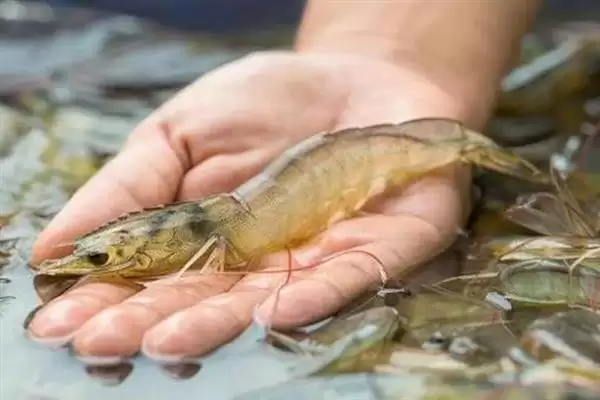 认识中国对虾的方法和重点？认识中国对虾要做好哪些细节？插图5