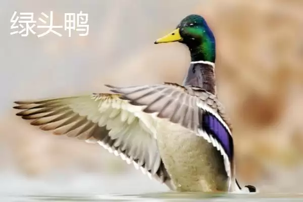 图片[4]-绿头鸭会游泳吗 ,绿头鸭作为游禽会游泳吗-会东网