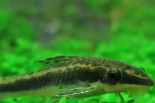 选择清理鱼缸粪便生物的方法和重点?选择清理鱼缸粪便生物要做好哪些细节?插图5 选择清理鱼缸粪便生物的方法和重点?选择清理鱼缸粪便生物要做好哪些细节?插图5