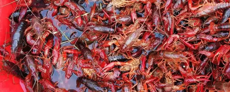 小龙虾6到8钱大小的要点和判断？了解小龙虾规格需关注哪些关键信息？-会东网