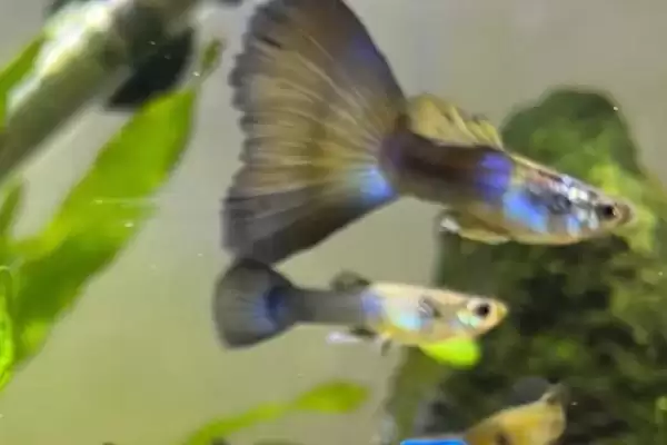 小孔雀鱼变色过程是怎样的?小孔雀鱼变色知识与养鱼重点细节分享?插图1 小孔雀鱼变色过程是怎样的?小孔雀鱼变色知识与养鱼重点细节分享?插图1