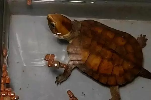 认识鹰嘴龟品种数量的方法和重点？认识鹰嘴龟品种数量要做好哪些细节？插图5