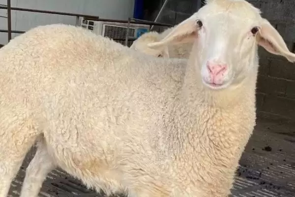 了解羊一年繁殖次数的方法和重点?了解羊一年繁殖次数要做好哪些细节?插图4 了解羊一年繁殖次数的方法和重点?了解羊一年繁殖次数要做好哪些细节?插图4