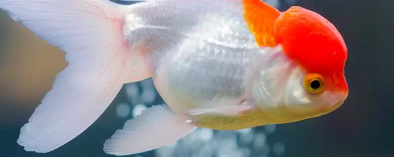 热带观赏鱼的适宜水温是多少?热带鱼养殖水温与养鱼关键细节?-会东网