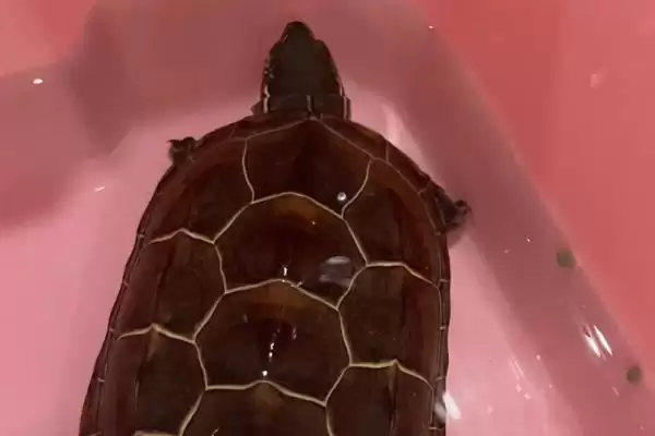 新买草龟1个月没开食是否正常的要点和判断?判断草龟开食情况需注意什么?插图1 新买草龟1个月没开食是否正常的要点和判断?判断草龟开食情况需注意什么?插图1