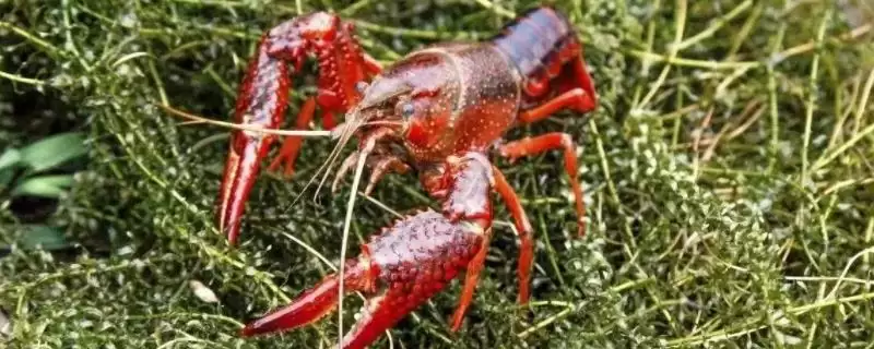 小龙虾产地的分布和要点？了解小龙虾产地需关注哪些关键信息？-会东网