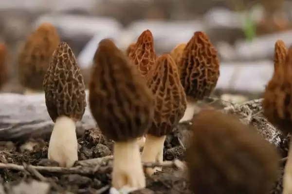 图片[2]-了解羊肚菌生长环境的方法和重点？了解羊肚菌生长环境要做好哪些细节？-会东网