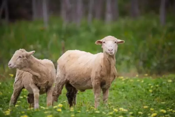 了解羊一年繁殖次数的方法和重点?了解羊一年繁殖次数要做好哪些细节?插图5 了解羊一年繁殖次数的方法和重点?了解羊一年繁殖次数要做好哪些细节?插图5