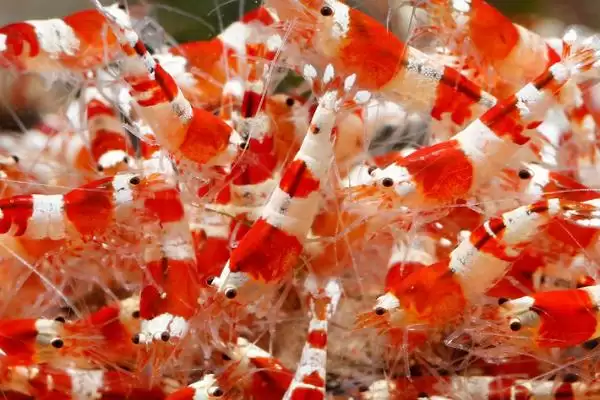 水晶虾好不好养？判断水晶虾养殖难度要考虑哪些养殖环境和习性因素？插图2