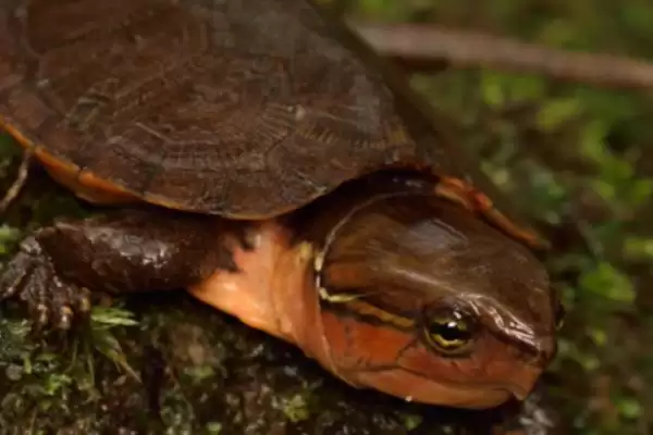 认识鹰嘴龟品种数量的方法和重点？认识鹰嘴龟品种数量要做好哪些细节？插图6