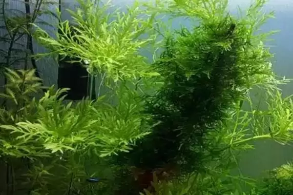 图片[4]-水罗兰水草好不好养？水罗兰水草养殖难度与养鱼要点？-会东网