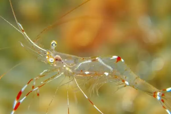 虾的品种的种类和要点？了解虾的品种需关注哪些关键内容？插图1