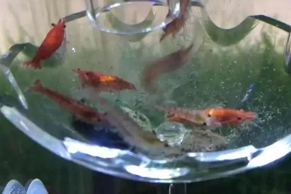 判断樱花虾抱卵是否需要隔离的方法和重点？判断樱花虾抱卵是否需要隔离要做好哪些细节？插图3